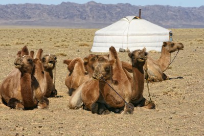 121dsc05913-kamele.jpg