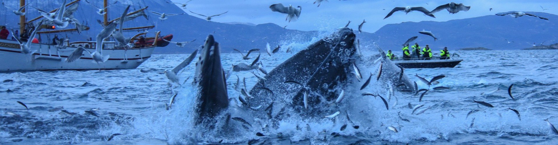 Norwegen Norwegen Orcas Buckelwale Und Nordlichter At Reisen