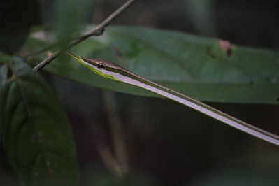 vine-snake.jpg