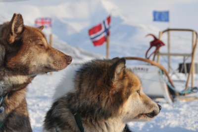 kopie-von-spitzbergen-reisen-huskies.jpg