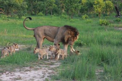 lion_with_cubs.jpg
