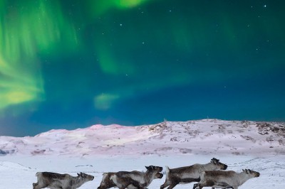 social-media-winterzauber-polarlicht-und-rentiere-1080x1350px48554_webdownload_1280.jpg