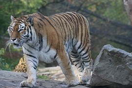 animals-1060593__180.jpg