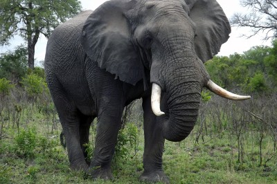 elephant-bull.jpg