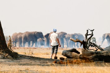 sunway-botswana-savuti-jez-hollinshead-1436431-2.jpg