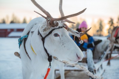 reindeer-sleigh-ride-in-apukka-resort-rovaniemi-lapland-finland-4.jpg