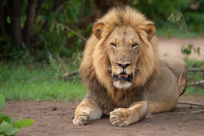 lion-in-hwange-zimbabwe.jpg