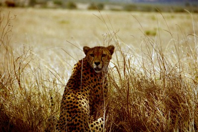 gepard-the-best.jpg