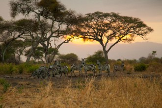 tsl-zebrawaterhole.jpg
