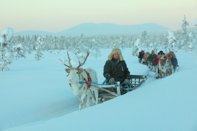 harriniva-hotels-safaris-reindeer-15.jpg