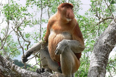 sarawak-bako-proboscis-monkey-06.jpg