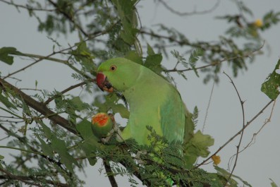 dsc_0413.jpg