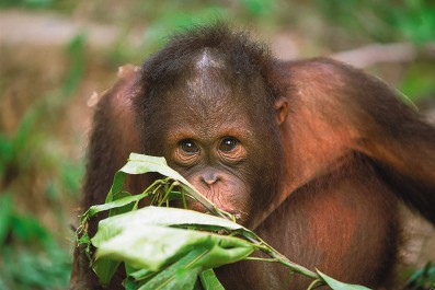 sabah_tourism-david-kirkland-pic_211.jpg