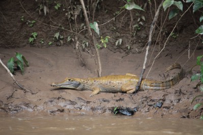 white-caiman.jpg