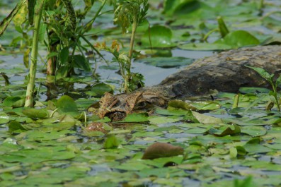 canonegro0004_1280x851.jpg