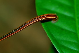 003-firdaus2.jpg