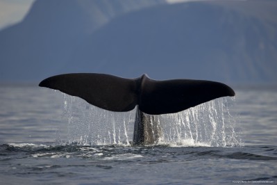 whale1.jpg
