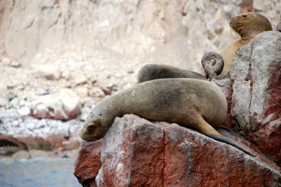 ballestas-islands-1953032.jpg