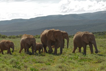 mindz-elephant-3568012.jpg