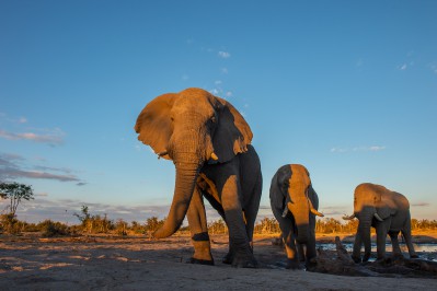 sunway-botswana-khwai-private-reserve-elephant-bruce-taylor-3436.jpg