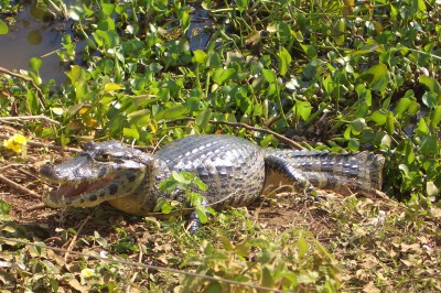 krokodil_nord_pantanal_20090815_121.jpg