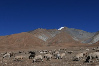 lhasa9.jpg