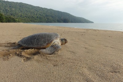 sarawak-tj-datu-turtle-09.jpg