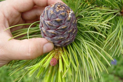 cedar.jpg