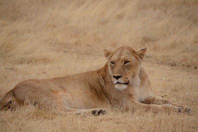 dsc_2911.jpg