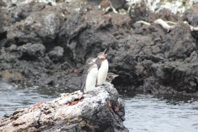 isabela-galapagos-pinguine.jpg