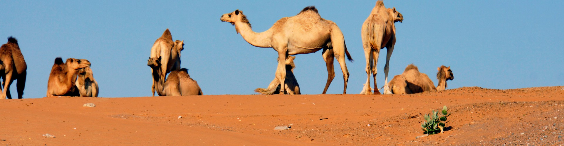 Oman Magische Wuste Und Berge Im Orient At Reisen