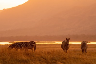 zebras-in-mana-pools.jpg