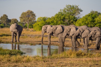 elephants-moremi-national-park.jpg