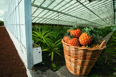 pineapple.jpg