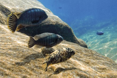 cichlids-endemic-to-lake-malawi.jpg