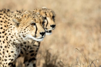 sunway_south_africa_kruger_cheetah_2_bruce_taylor_20171003_1647309476.jpg
