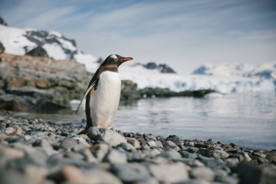-john-bozinov_antarctic-peninsula_cuverville_gentoo-3.jpg