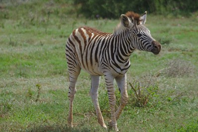 mindz-zebra-3568007.jpg