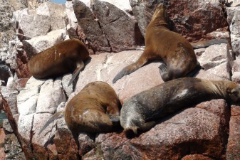 seeloewen-islas-ballestas.jpg