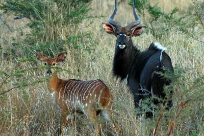 sunway_south_africa_mkuzi_nyala_peter__jo_woodbury_20171003_1275638944.jpg