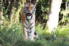 tiger-1200353__180.jpg