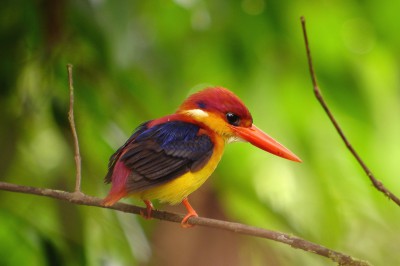 sabah-tabin-black-backedkingfisher-01.jpg
