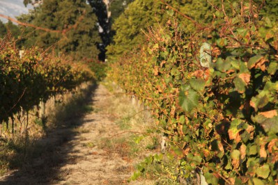 stellenbosch-wine-farm.gallery_image.12.jpg