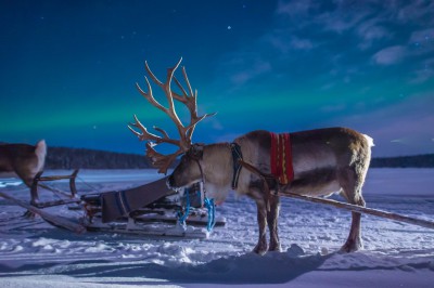 harriniva-hotels-safaris-reindeer-8.jpg