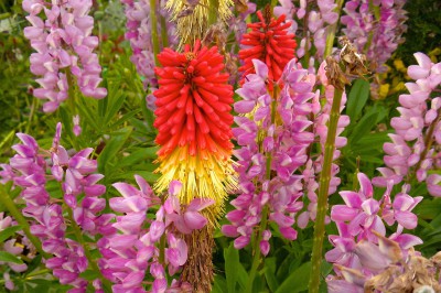 flower-643552.jpg