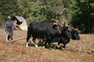 ploughing-at-bumthang-4.jpg