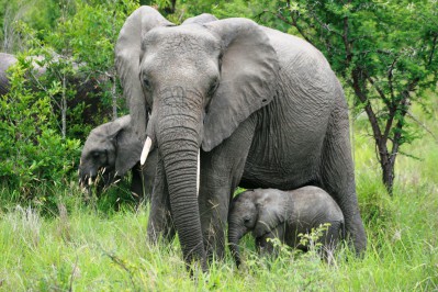 wildlife-20.jpg
