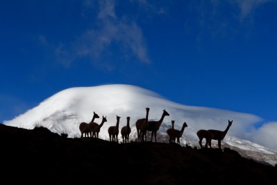 ar-pn-andes-chimborazo-reservas-faunistica-044.jpg