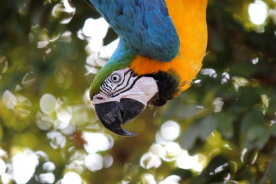titelbild-alternative-macaw-1817586.jpg