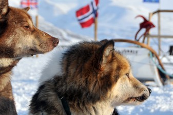 greendog-svalbard.jpg